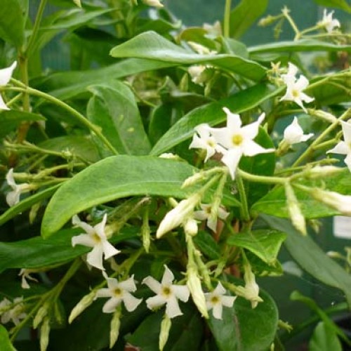 Trachelospermum Jasminoides Star Jasmine | ScotPlants Direct